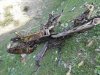 IMG_20200927_112950_448.jpg