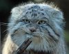 dikii-kot-manul-4.jpg dikii-kot-manul-4.jpg