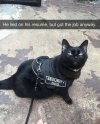 Кот охранник.jpg