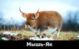 Мышь-Як.jpg