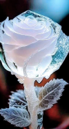 1703182292823.png