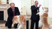 собака.jpg