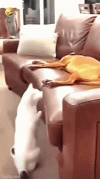 1694141169.gif.c9611b11a697015067e79c0fe0a68744[1].gif